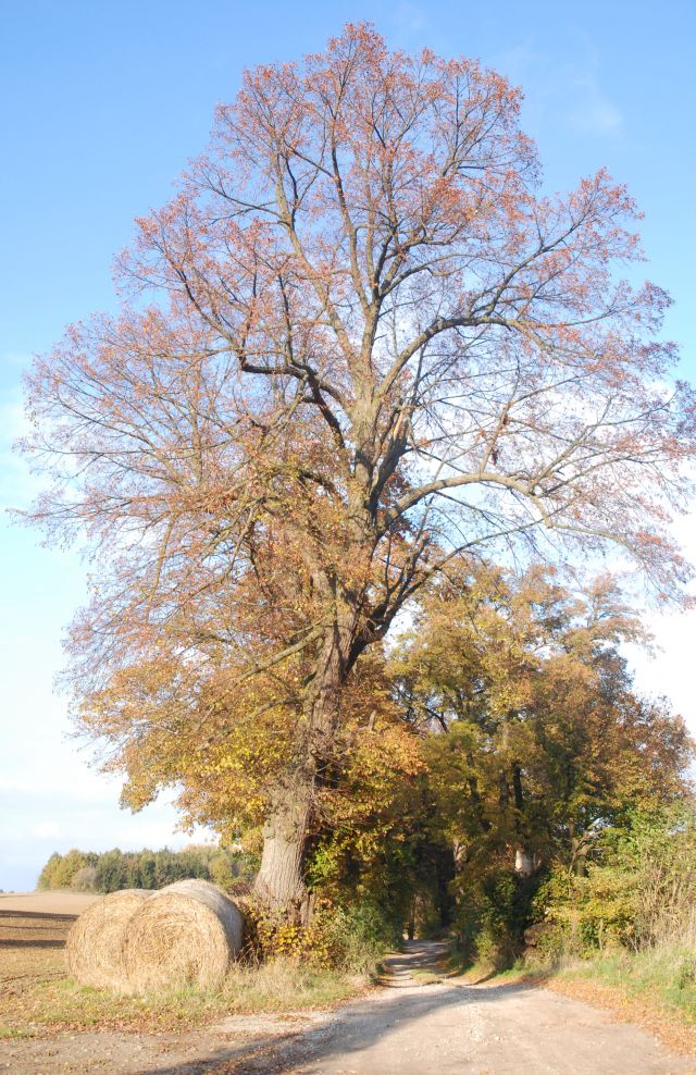 alter Baum am Weg