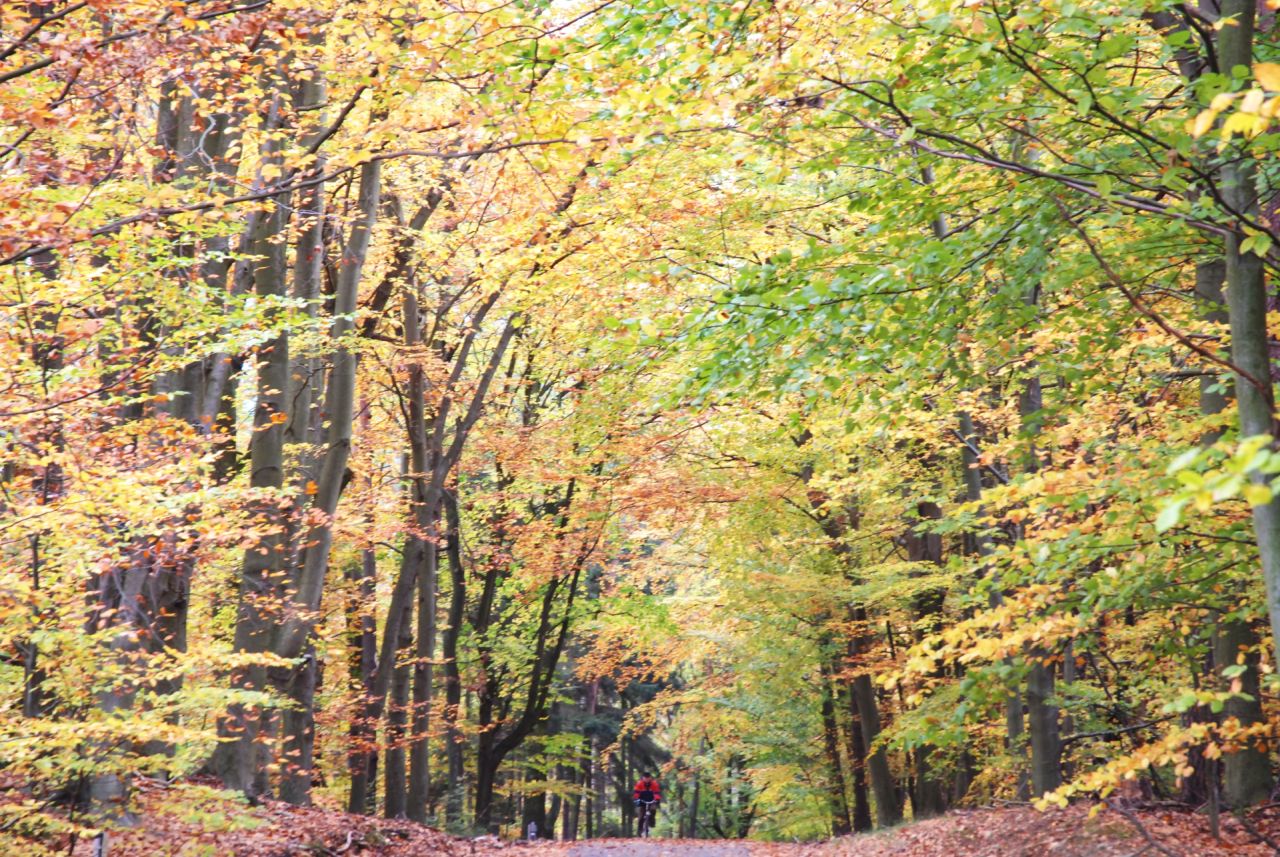 Herbstwald mit Radfahrer